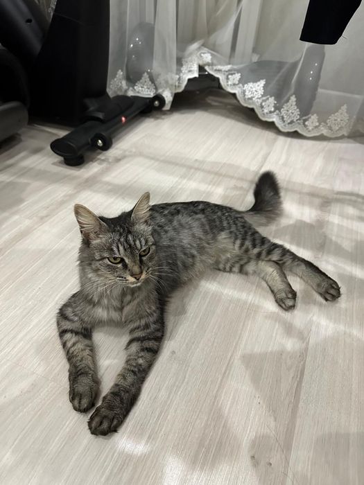 Отдам кошку в добрые руки