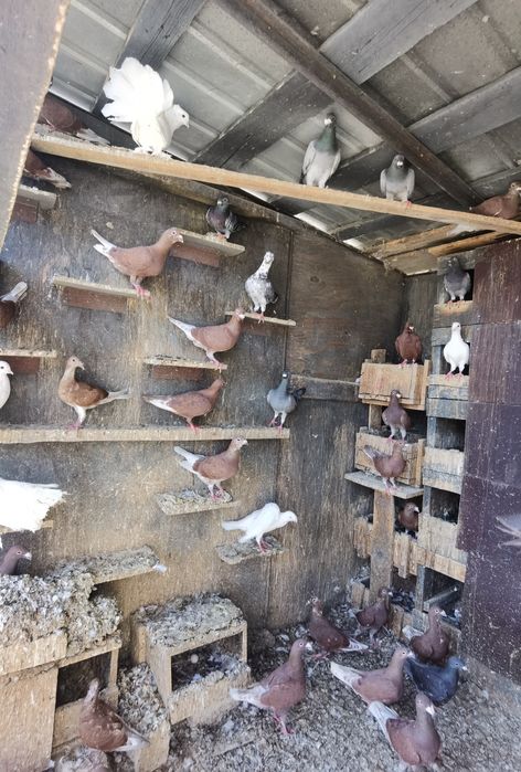 Porumbei roși de București și Simi