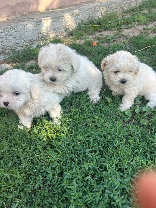 Donez căței bichon de 8 saptamini