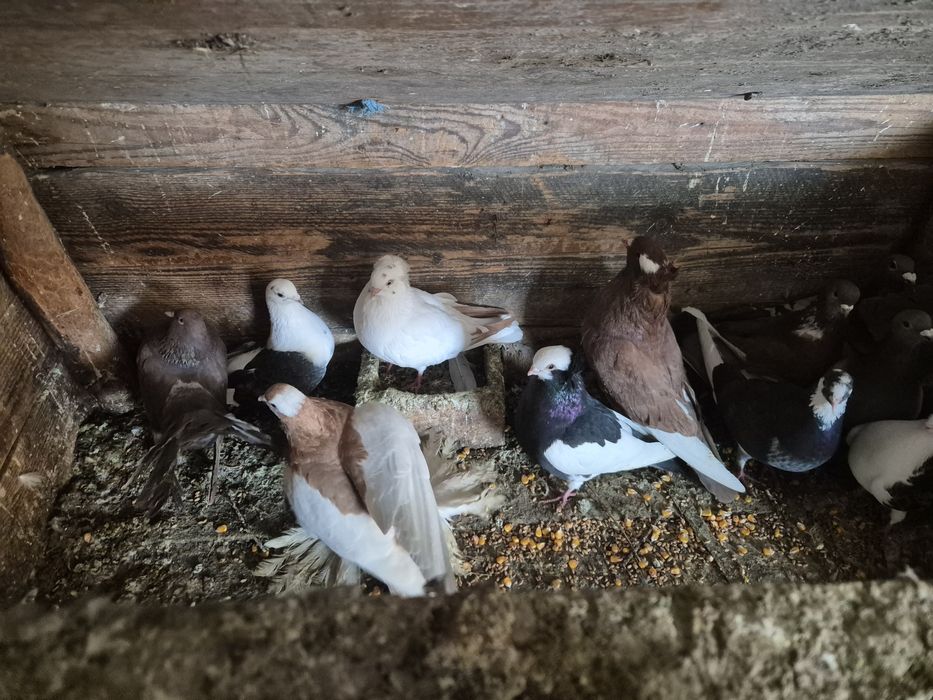 Vând porumbei jucători