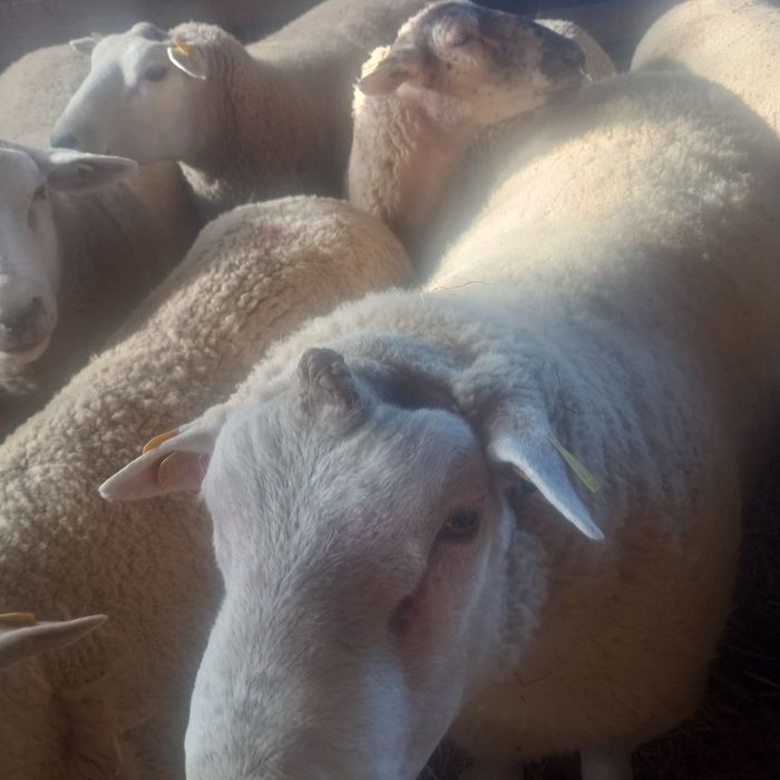 Oi texel de tinut de vanzare