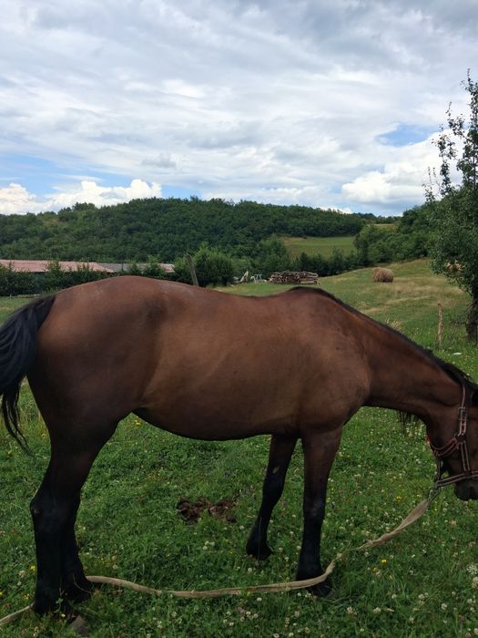 Vand sau schimb iapa de 7 ani