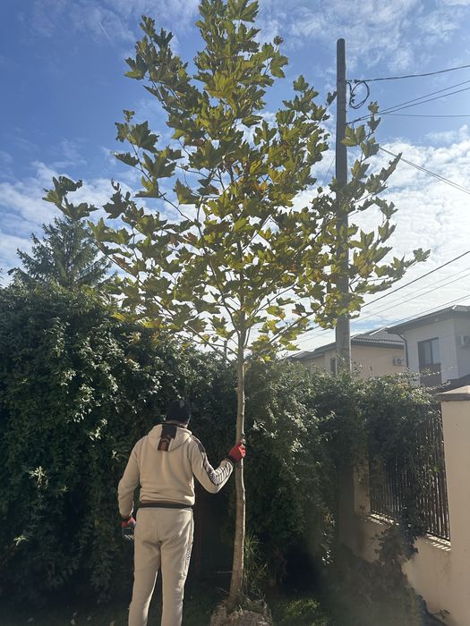 Mesteacan / Catalpa / Platan