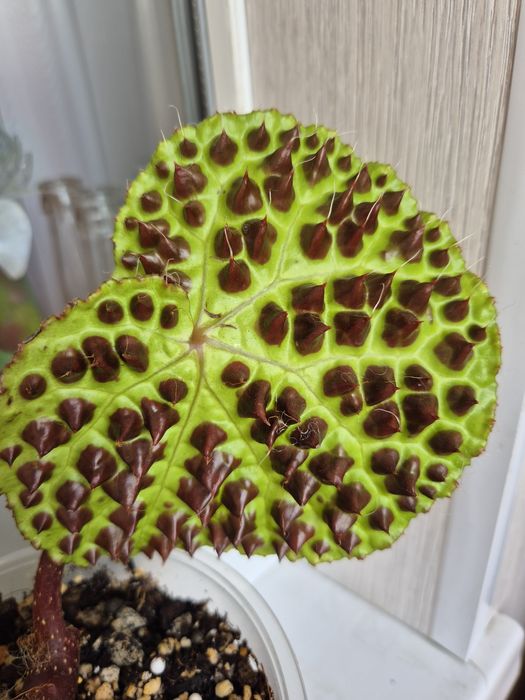 Бегония Ферокс Ferox