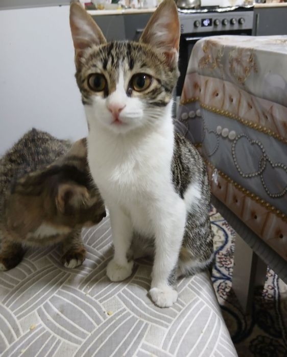 Saranskda jinsiy dam olish