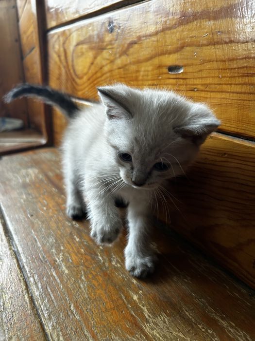 Малыш котик, ищет семью, котенок очень ласковый и игривый, мальчик