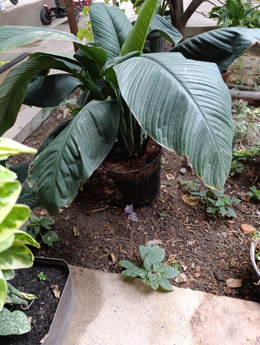 Спатифилум сенсация подростки в 2х и 3х литровых горшках