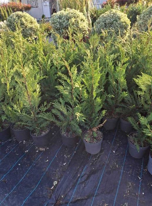 Plante ornamentale