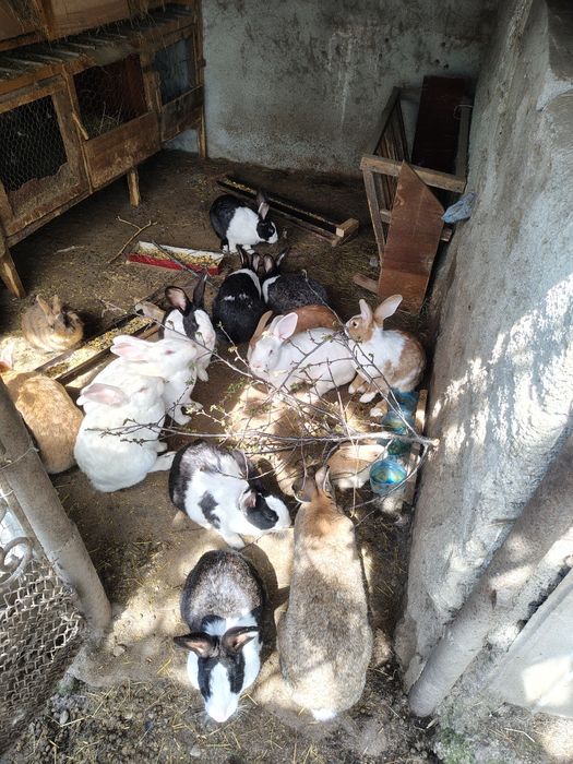 Hycole francez și uriaș de Transilvania