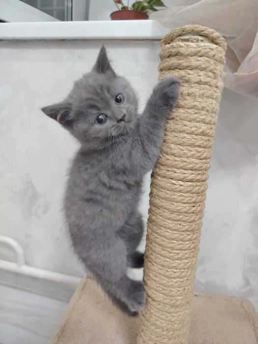 Продаются котята
