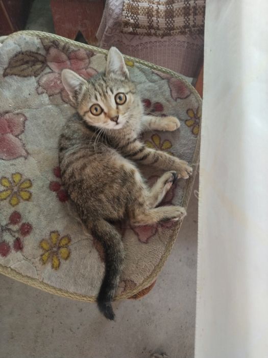Котята даром в добрые руки