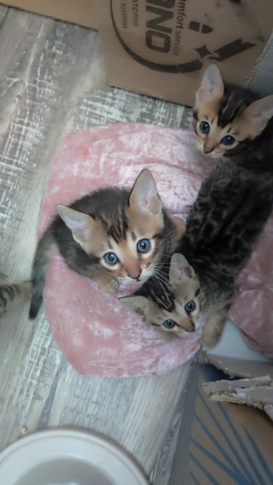 Бенгальские котята