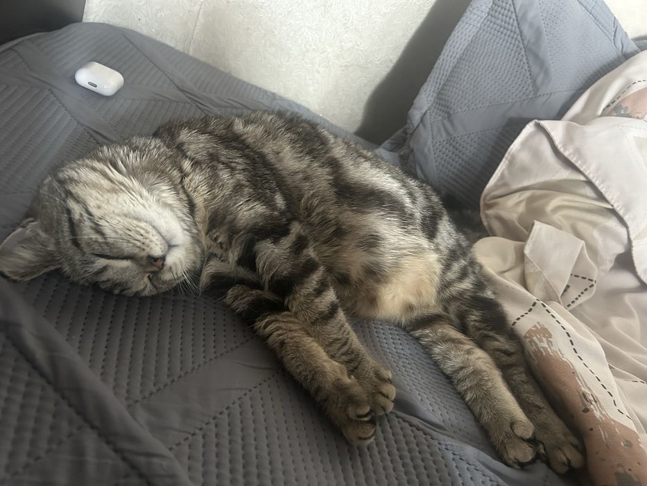 Отдам даром кошку