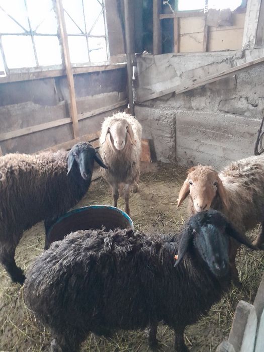 Молодые барашки 1 1 месяцев