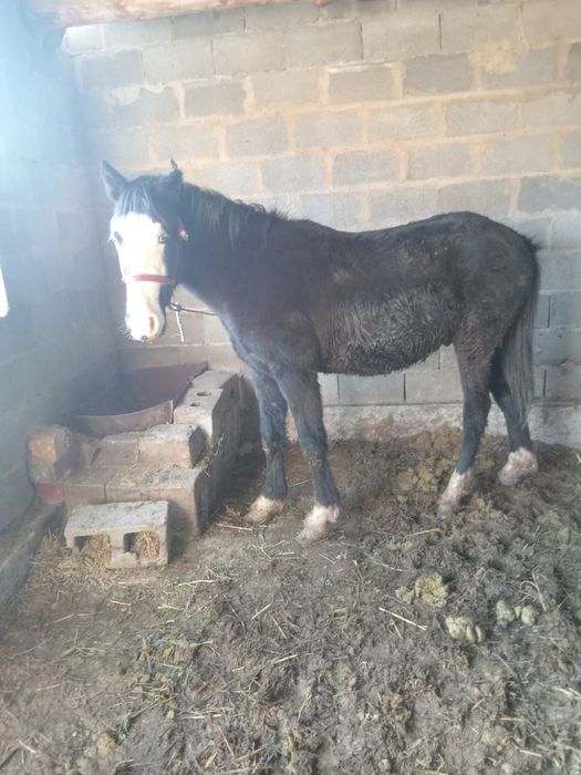 Семиз тай сатылады