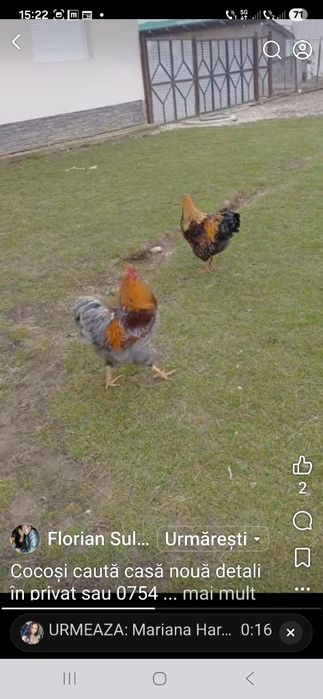 Vind cocoși Wiandotte GSG, albastru 150 bucata