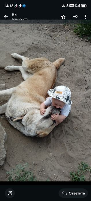 Алабай чистокровная