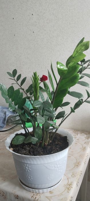 Комнатные растения