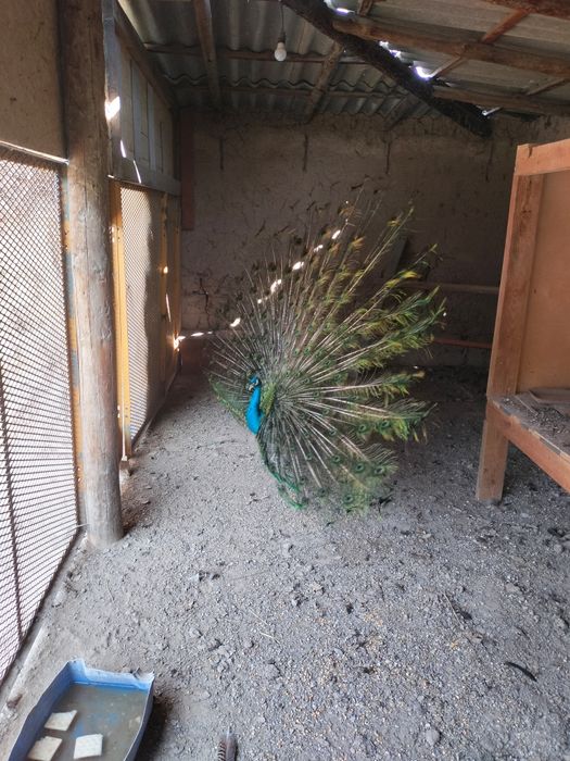 Паблин сатылады 80 мың Саудасы бар