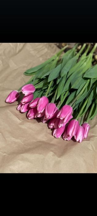 Тюльпаны голладский сорт оптом с теплиц!!!