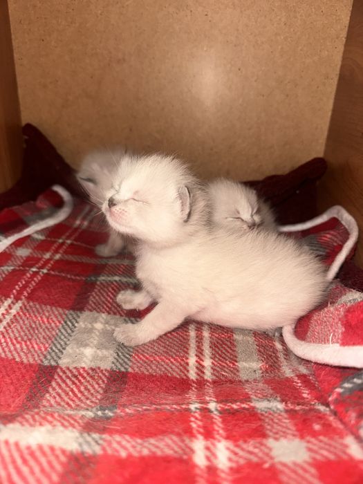 Отдам котят в добрые руки симские