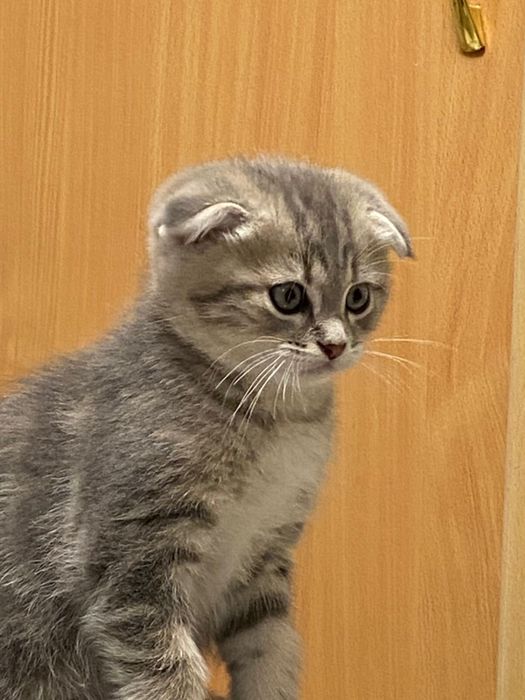 Котята шотландские фолдики