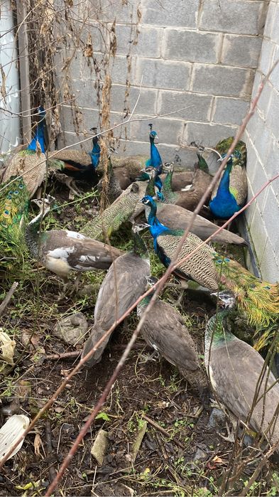 павлин павлины павлин