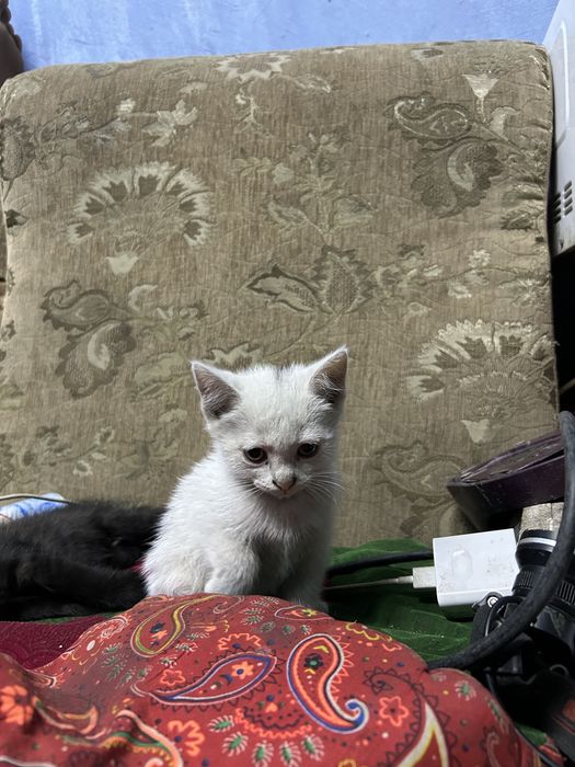 Отдаю котят в добрые руки