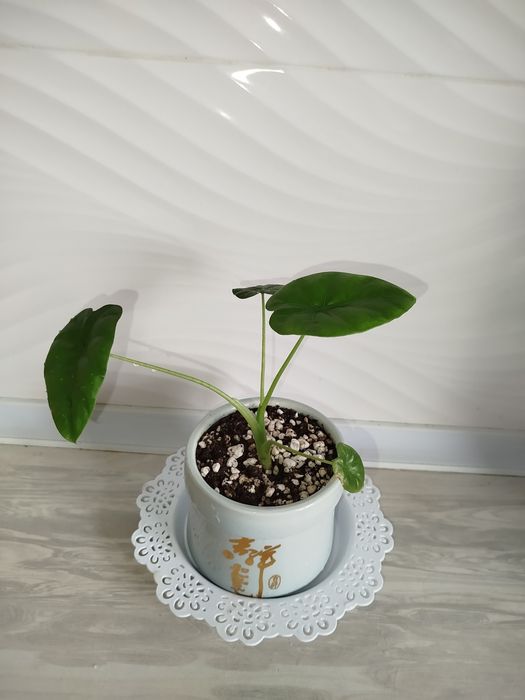 Alakaziya makro karpa