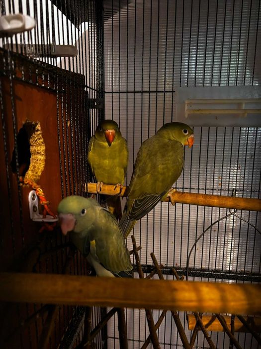 Pui Papagali Vorbitori Micul Alexandru Verde Masliniu