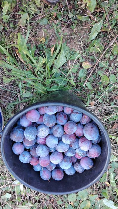 Fructe mere si prune