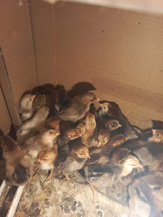 Балапан сатылады