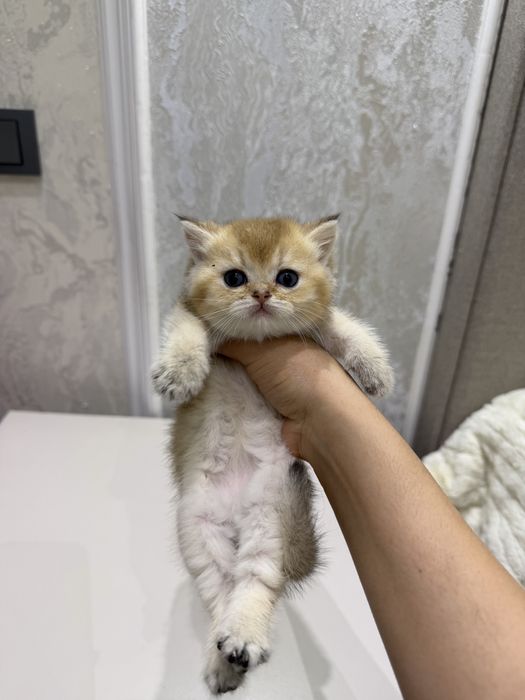 Золотая шиншилла