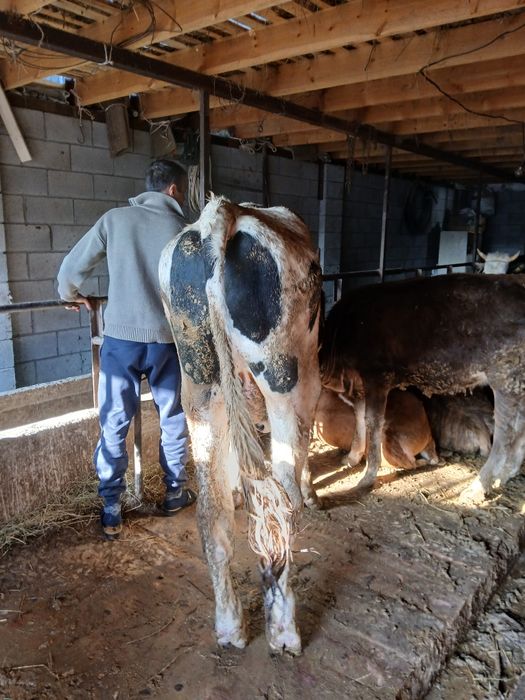 Бык галштейн бук