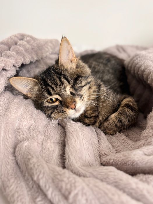 Котенок снайпер ищет дом, с приданным