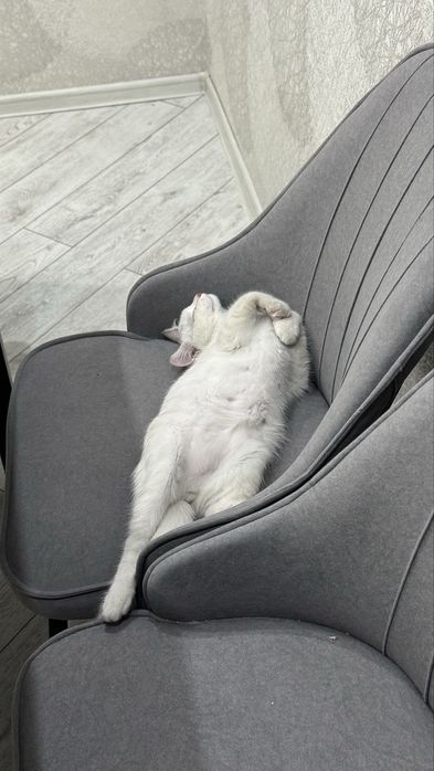 Отдам кота Скотиш страйд 4 месяца