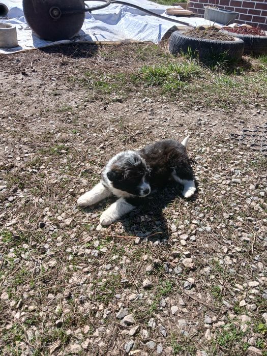 Шенки двух месячные,девочки.