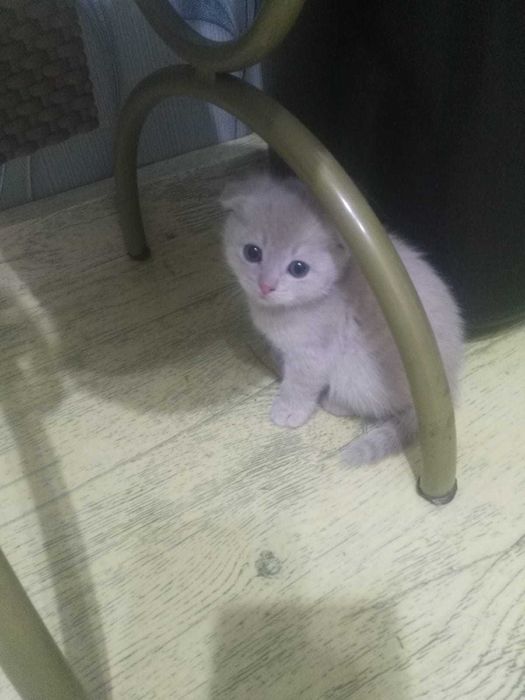 Вислоухие котята. Котенок девочка