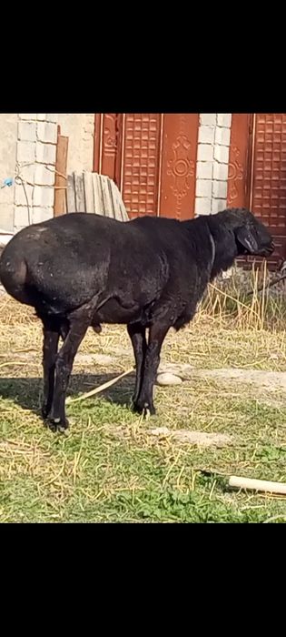 Кучкор буй 92 см+бошдан думбагача 1м 45 см.шахрисабзда.турт,тищ.12, ми