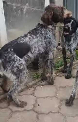 Пропала собака!1