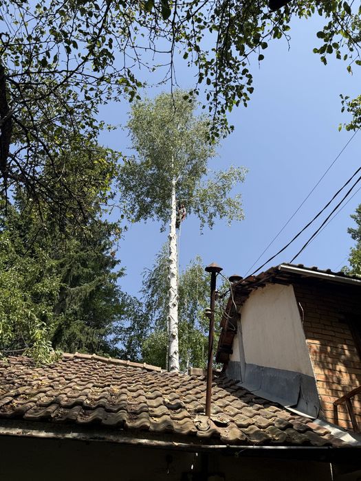 Рязане на опасни дървета в Гр.София  и обл. София