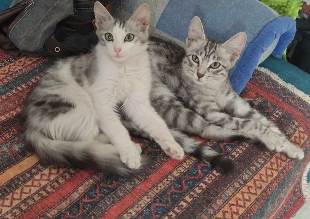 Милые котятки ждут маму-папу
