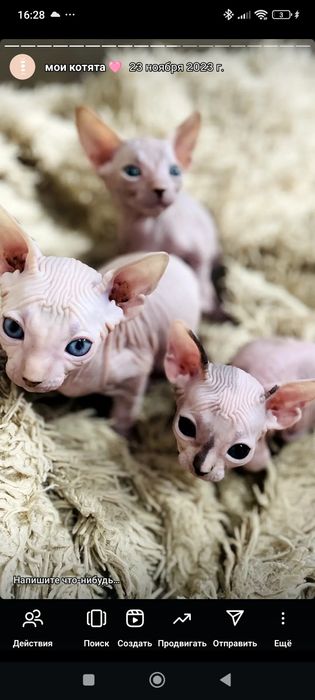 Готов к брони котенок сфинкс Бамбино с необычным окрасом