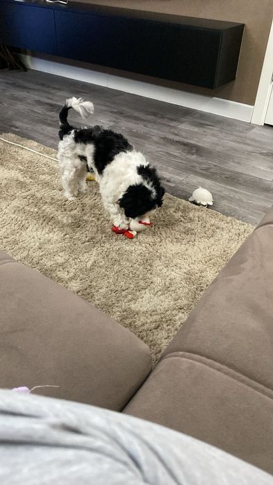 Продаётся маленькая собачка