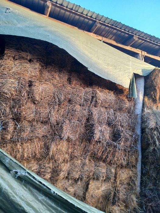 Vand baloti vara 2025