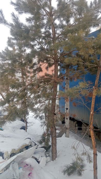 Елка продаем есть большой маленький