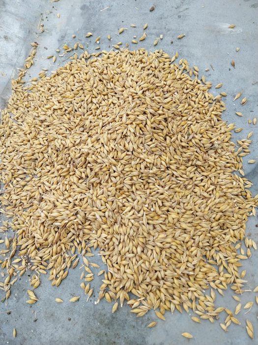 Vand orz 2025 1,20 lei/kg