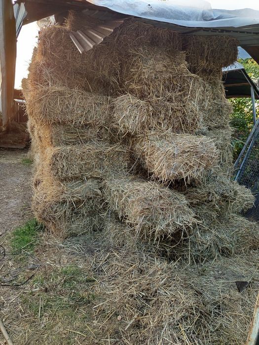 Продам сено в тюках с разнотравьем около 400 тюков