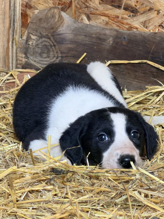 Продам щенков Грейхаунд