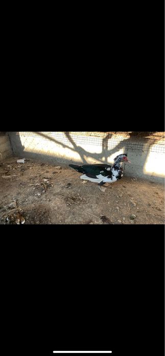 Индаутка 1 қораз 1 мекен